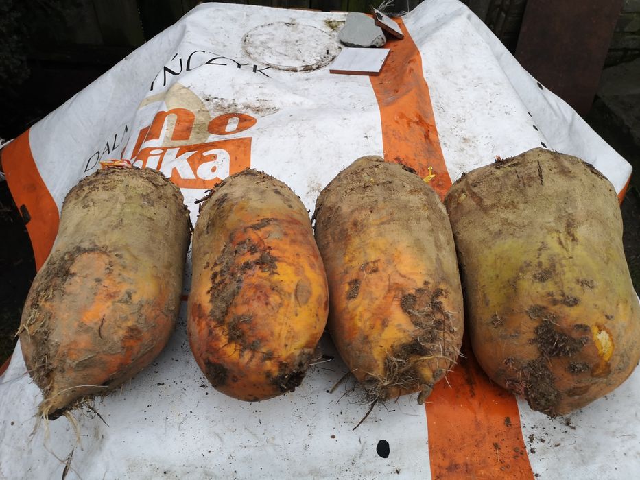 Buraki pastewne żółte