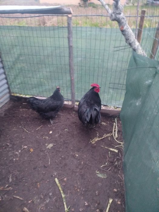 Quinta do rato rua da linha arazede