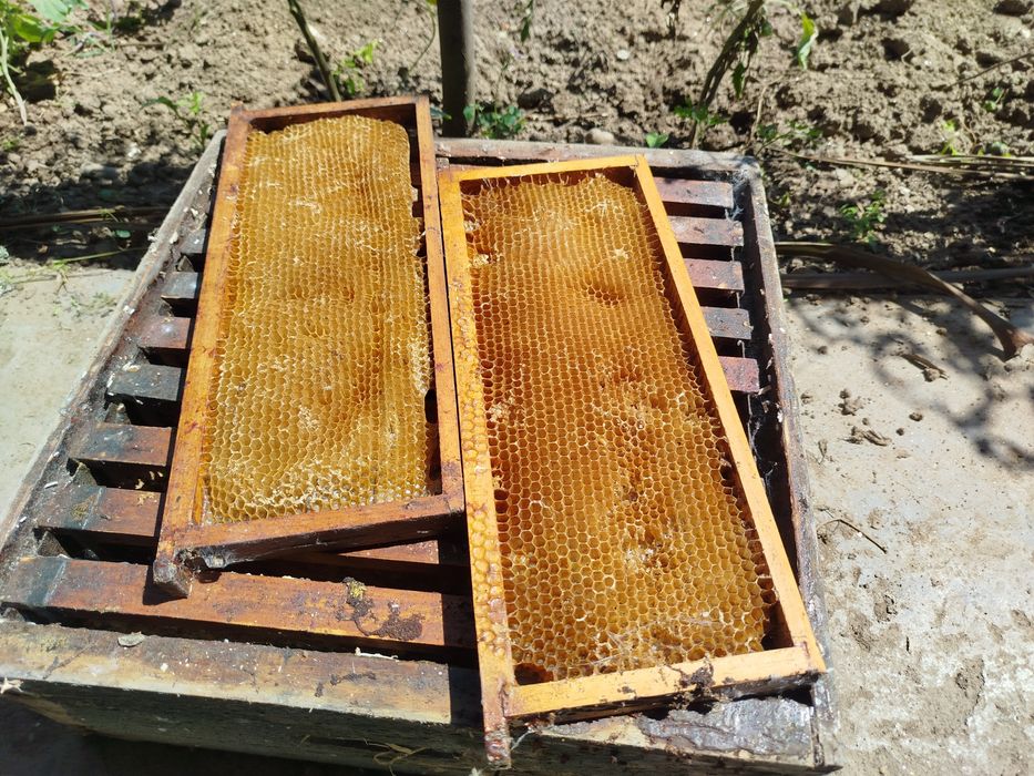 Alças para apicultura com quadros