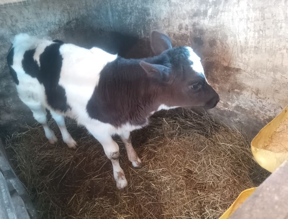 Теличка від хорошої корови
