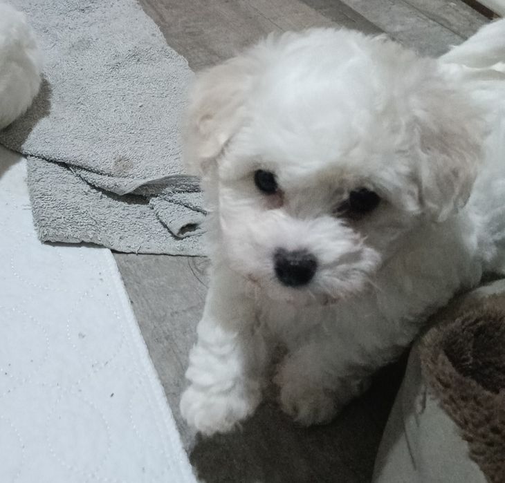 Bichon frise suczka Eliza  FCI ZKwP