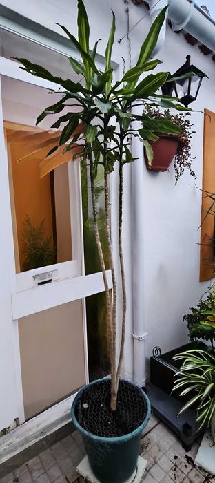 Planta Dracaena flagrans 2metros