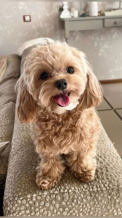 Ляльковий Мальтипу VIP