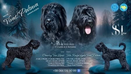 Замечательные щенки Русского Черного Терьера (РЧТ)