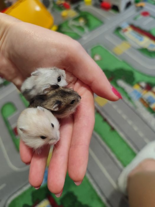 Джунгарские хомячки 1 месяц