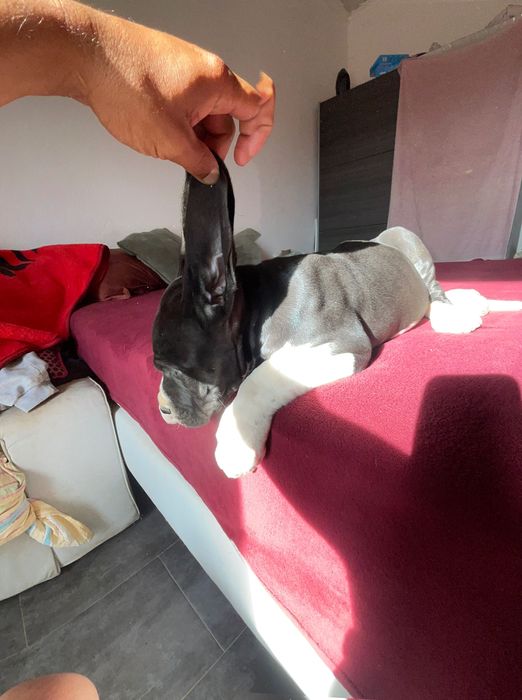 dog alemão macho