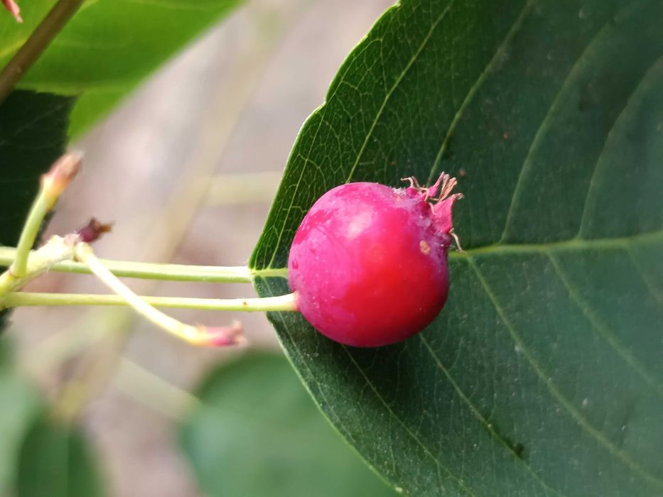 Amelanchier ovalis