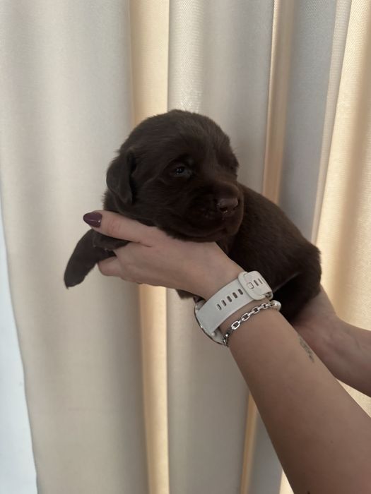 Labrador retriever czekoladowa suczka