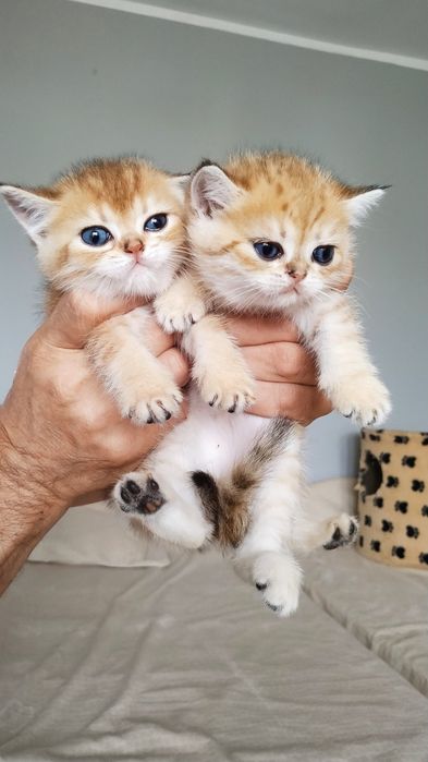 Золотые шиншиллы фолдики и страйтики