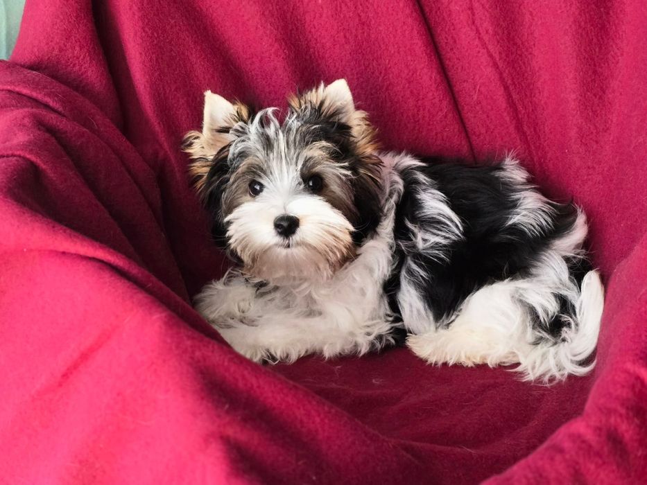 Piesek Yorkshire terrier biewer