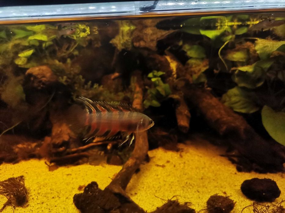 Buszowiec ansorga Microctenopoma ansorgii
