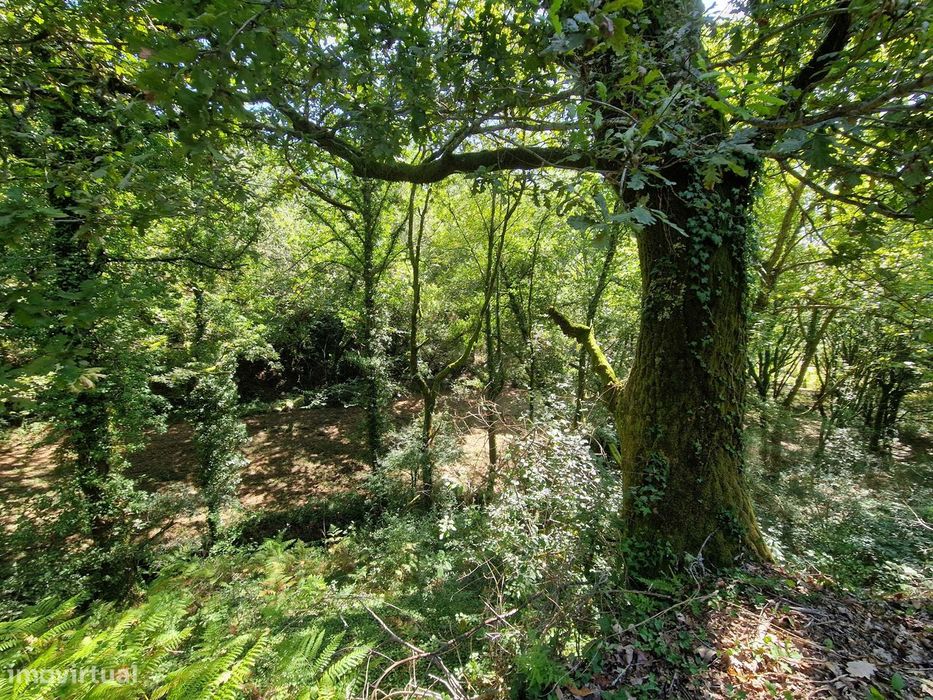 Terreno  Venda em Mosteiro,Vieira do Minho