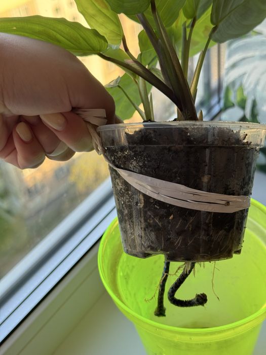 Маранта керчова