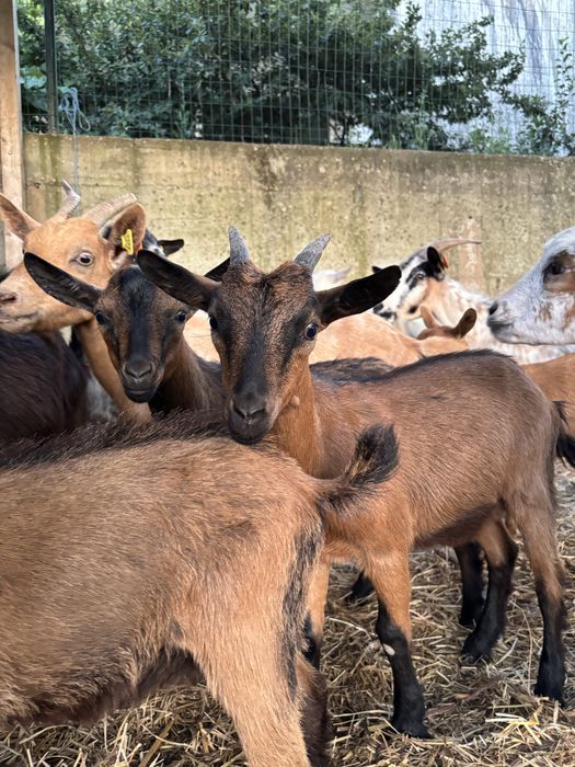 Cabras anãs varias cores