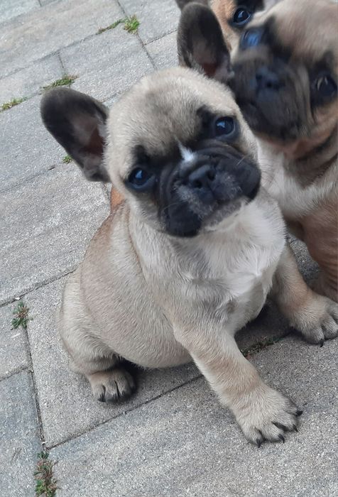 Buldog francuski