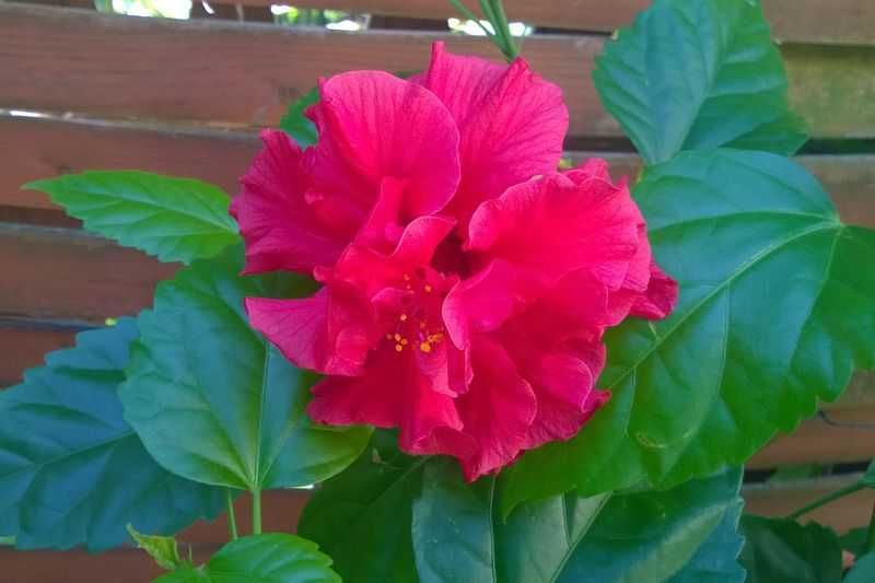 Róża chińska czerwona pełna hibiskus ketmia sadzonka