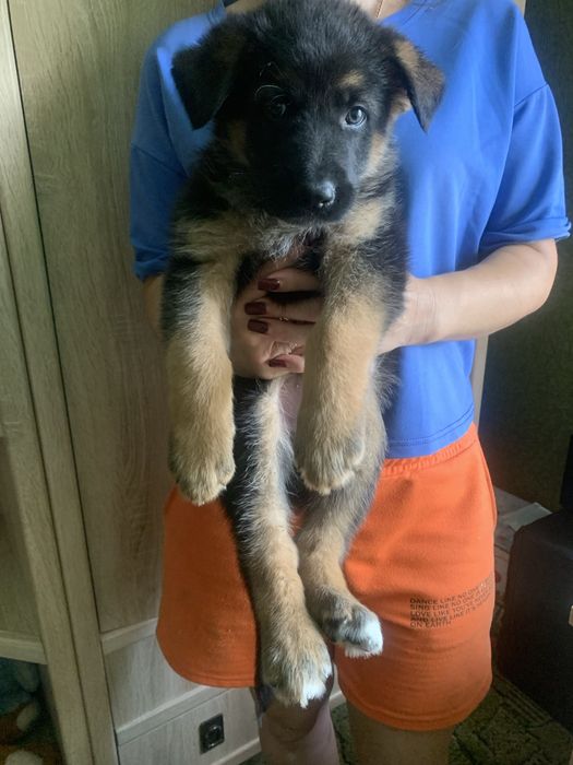 Продам цуценят Німецької вівчарки