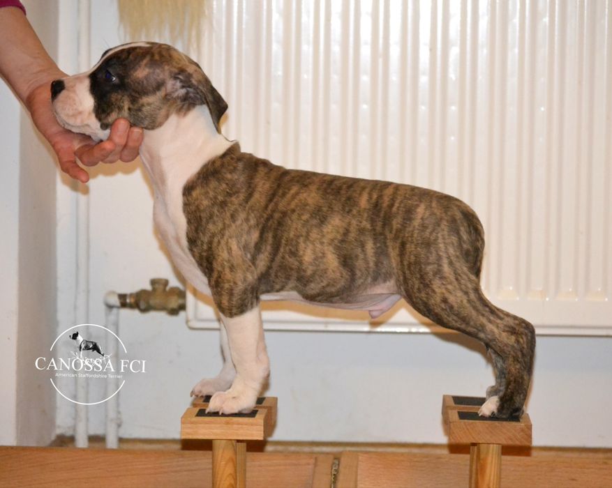 Piękny samiec Amstaff/American Staffordshire Terrier z rod. ZKwP