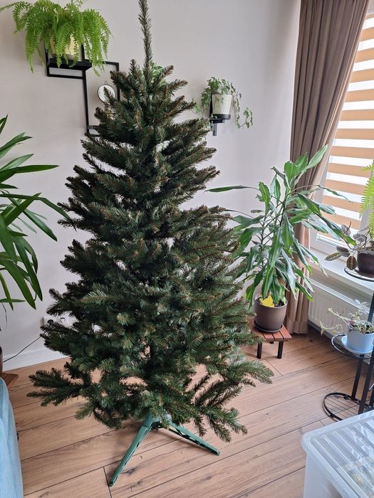 Choinka gęsta  ponad 180cm