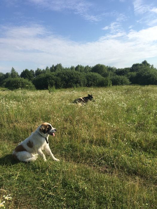 Московська охоронна,Кобель.!Московская сторожевая.