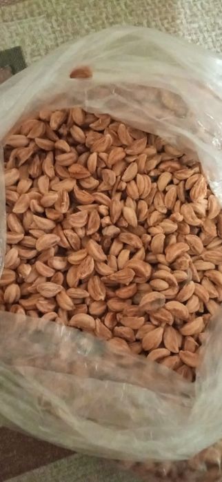 Зёрнышки   садового боярышника и рябины