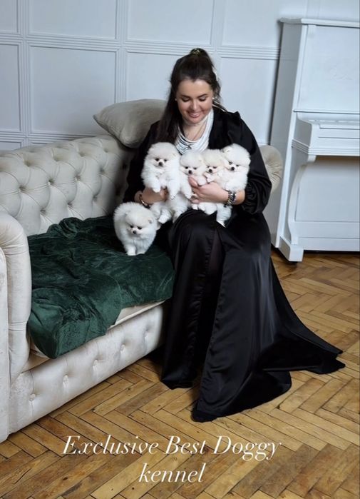 ‼️Exclusive VIP цуценята померанці. Померанський шпіц. Міні ведмедик