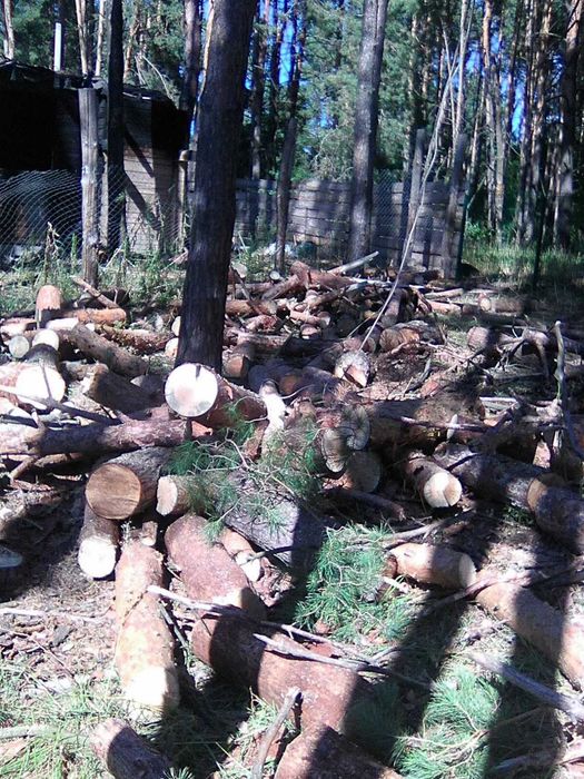 Зрізати дерево, Зрізання  дерев, кронування