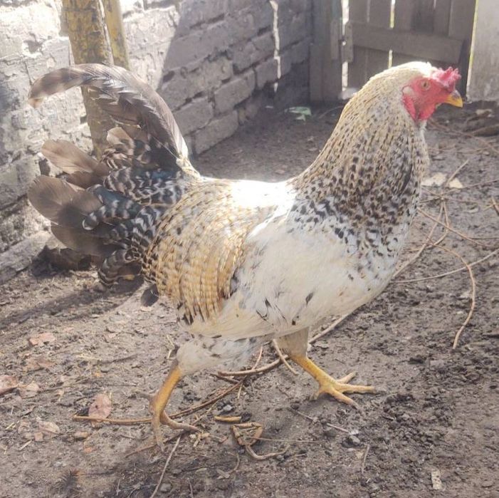 Півень Амероукана блакитні яйця