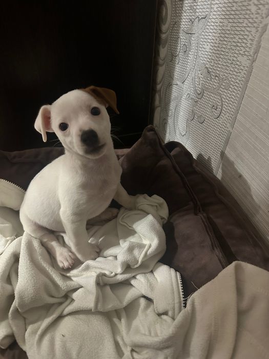 Джек Рассел Терʼєр