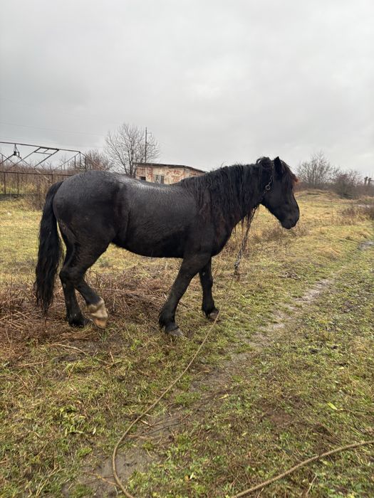 Продам кобилу