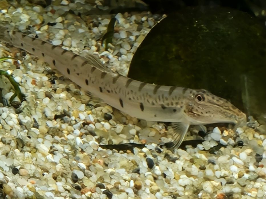 Akwarium 112l 80 x 35 x 40 ze wszystkim