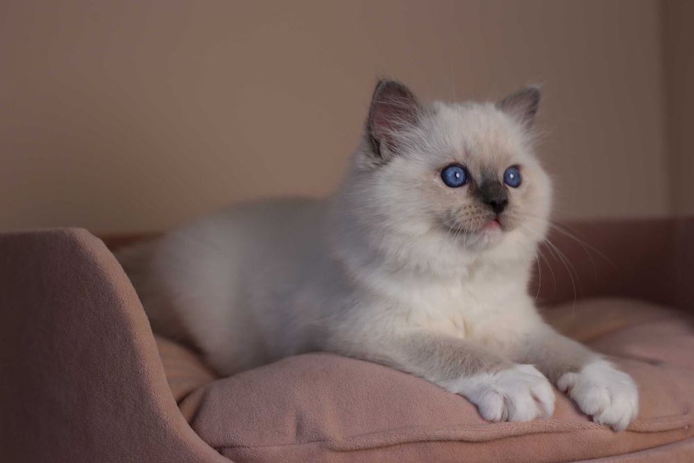 Ragdoll kocurek Amigo z hodowli Castillo Cat*PL