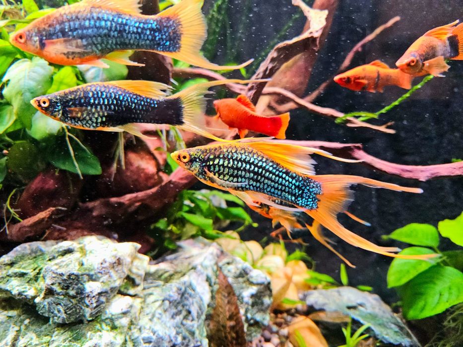 Mieczyk odmiana lira Hamburg, Tuxedo l