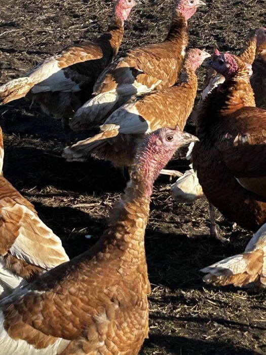 Продам молодь індиків червоний бурбон