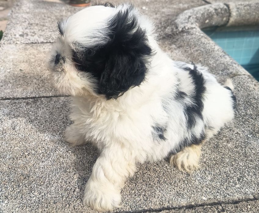 Shih-tzu  macho  lindíssimo, vacinado e desparasitado