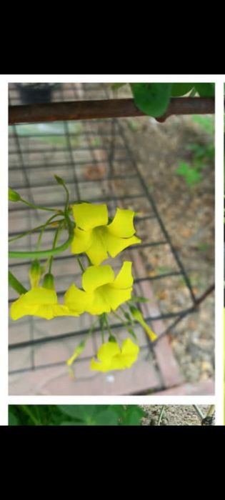 Свої домашні квіточки.