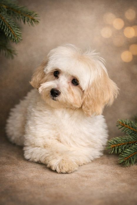 Мальтіпу дівчинка