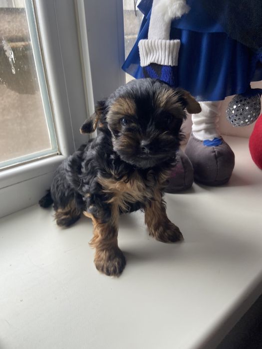 Хлопчик, гарнюній йорчик