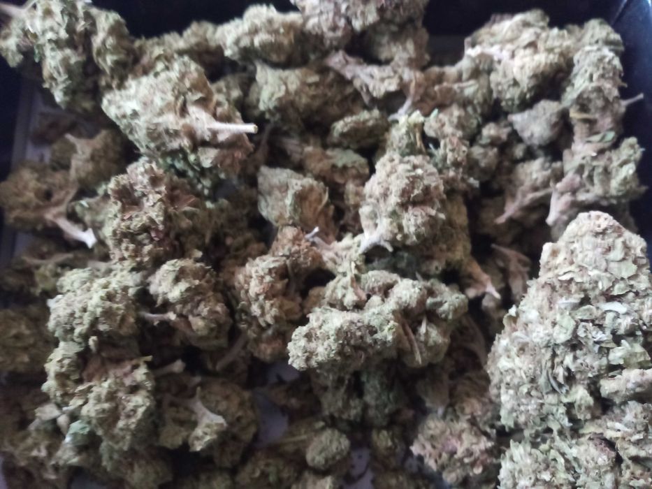 10 gram susz CBD WHITE WIDOW 30%cbd