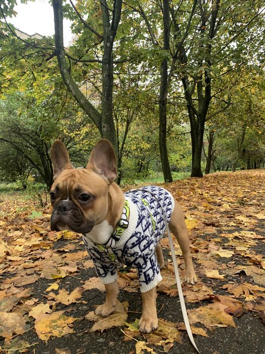 Вязка французского бульдога.