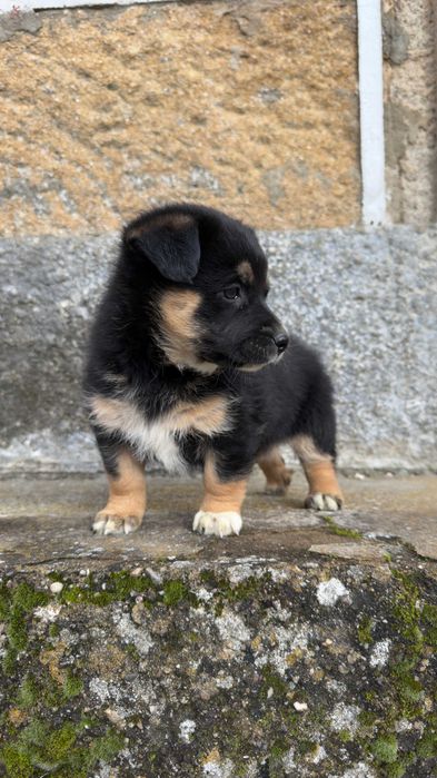 Border Collie Fêmea Tricolor nascida a 07 de Dezembro de 2025