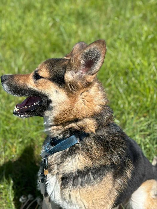 Tony młody psiak szuka spokojnego domu! | MASZ NOSA