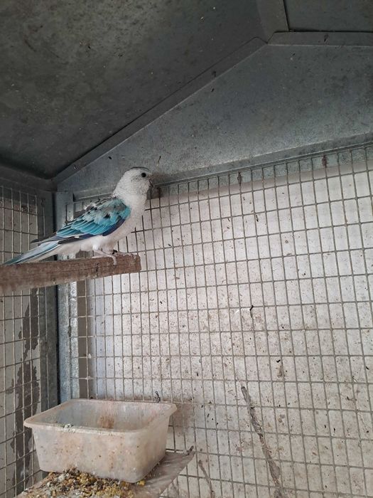 "Rederamp azul opalino"