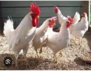 Інкубаційне яйце легорн