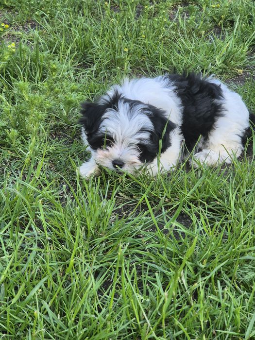 Sunia Biewer Yorkshire Terrier