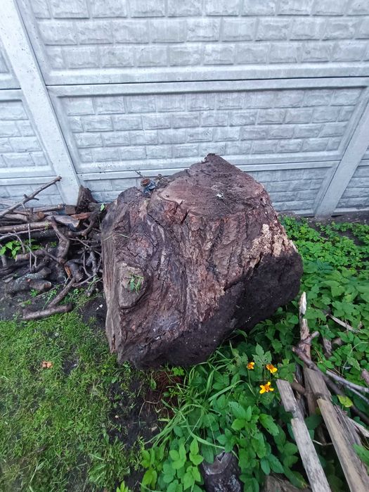 korzeń orzecha włoskiego 90x80x60 orzech włoski