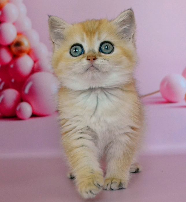 Золотая девочка шиншиллы