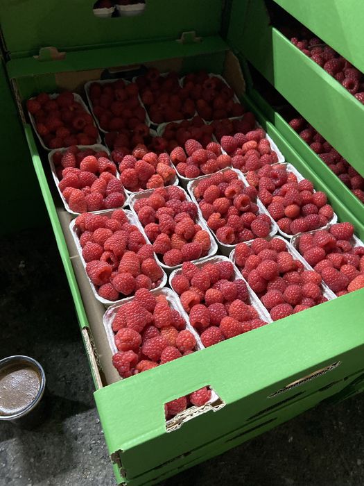 Sprzedam sadzonki malin