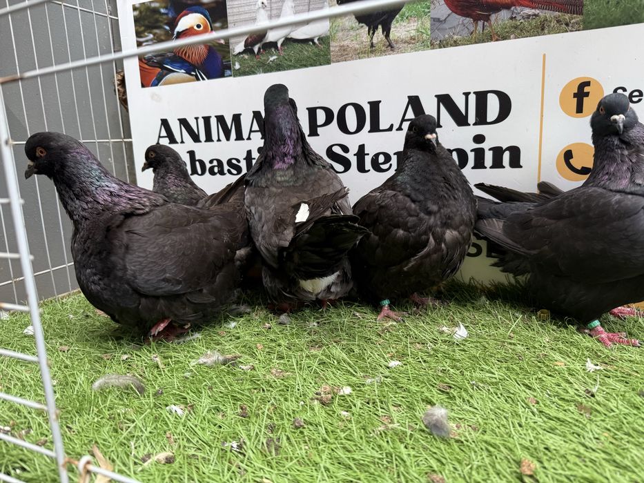 Gołębie. Mondain. Mondainy. Możliwy transport