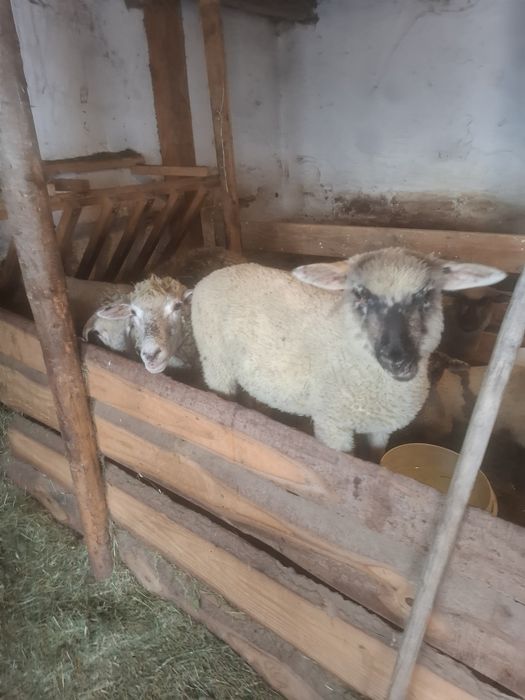 Owce z  jagnieta  miesne Tryki